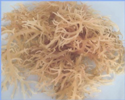 Good quality and fast supply ability semi refined Kappa carrageenan with particle size 120 mesh for E standard China