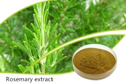 Rosemary extract